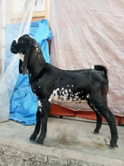 Amritsari beetal bakra