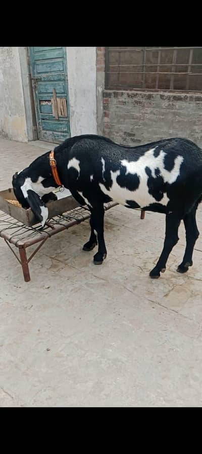 fresh cross breedar male live dekha do ga 15 din ki cross03104323502