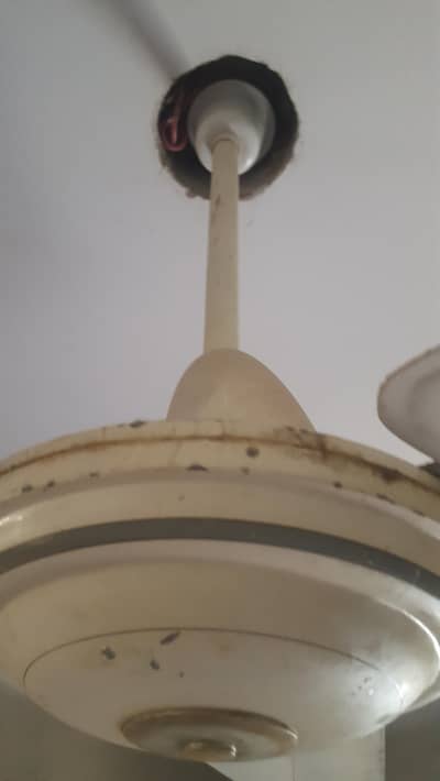 CELLING FAN