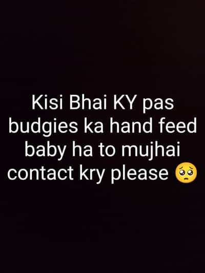 I need 15 - 25 day hand feed budgies baby