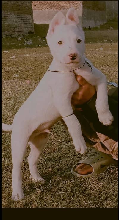 Kuhati Gultair Dog | Pink Nose | Kuhati Gultair | Dog For Sale
