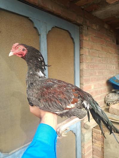 age 14 month top quality lasani wsapp num 03148637508