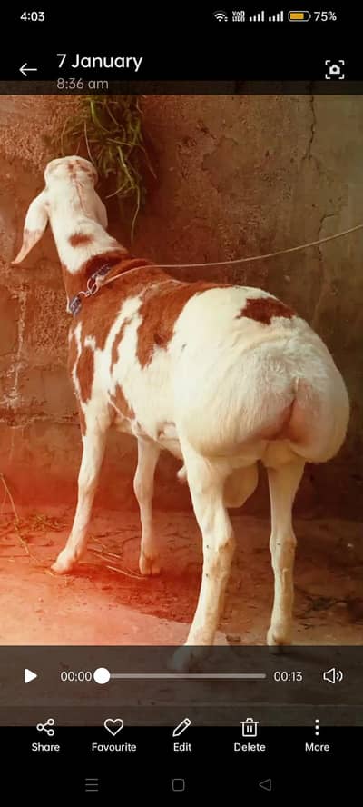 turki dumba call nd watsup 03113876208