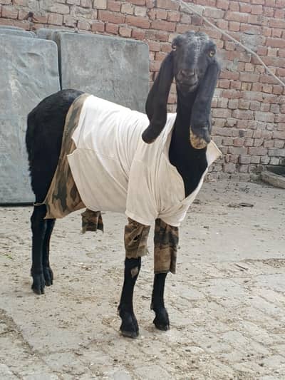 Desi goat