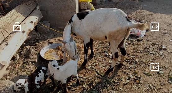 tazi soye bakri Sath 2 bachi nar madi