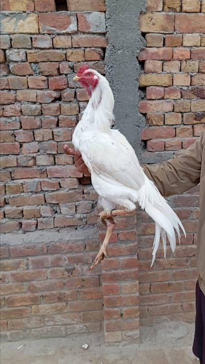 White aseel shamo breed male
