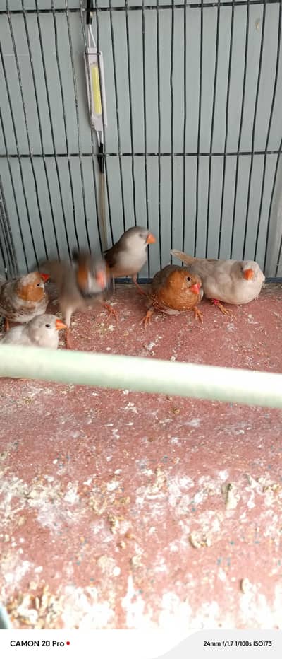 mutation Finch under size