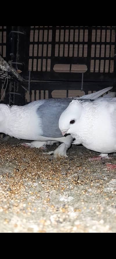 sirf female hy achi saf suthri koi aib mhi hy