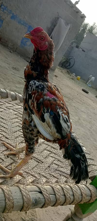 aseel Sindhi murga ha