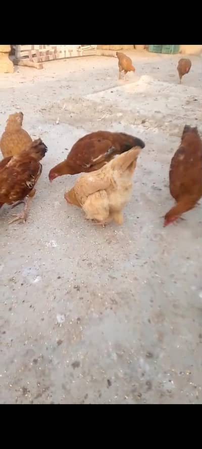 Aseel Buff desi for sale