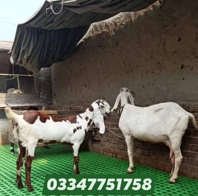 Goat | Bakra | Plastic Floor