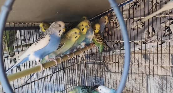 Colorful Budgies Birds for Sale