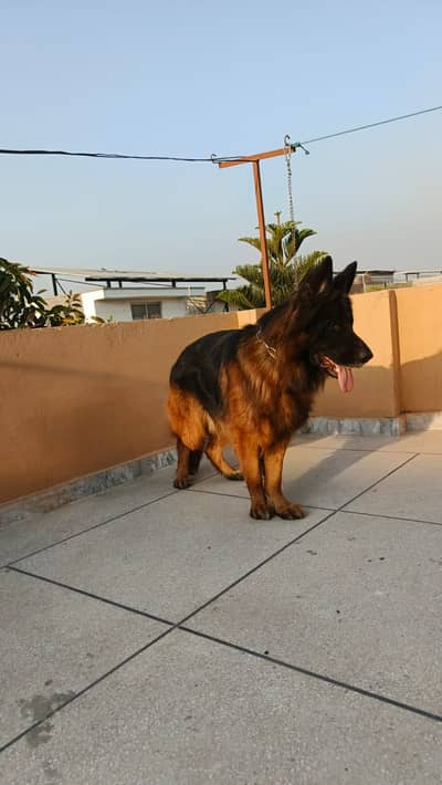 German Shepherd Confirm stud male