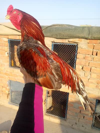 Salata breader murga for sale 03175088407