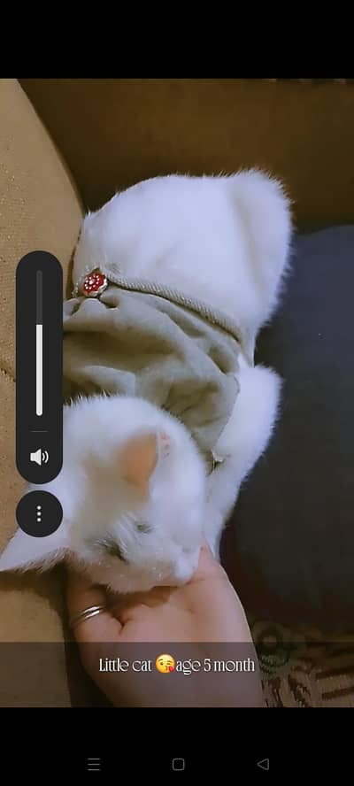 2 PERSION FEMALE CAT