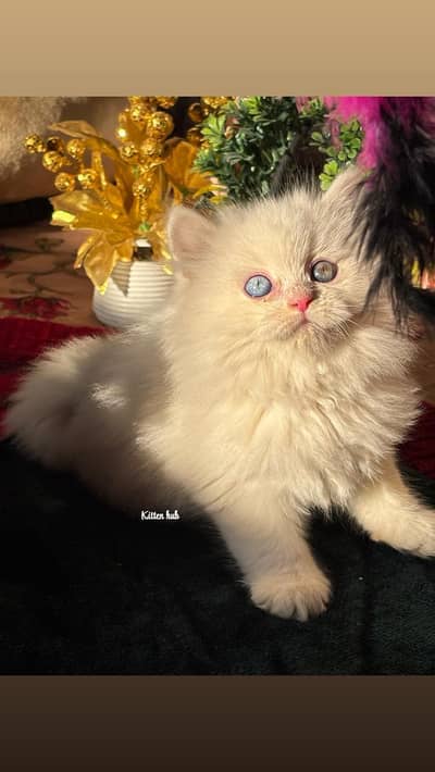 Persian white kitten