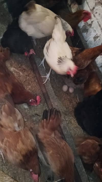 Golden Misri | desi murghi | Eggs laying hens | Ande wali murgiyan