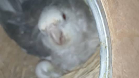 Breeder cockatiels 2 pairs