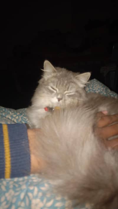 Persian female cat.