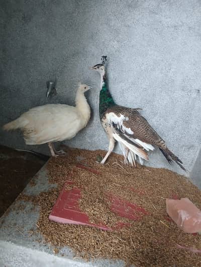 pied Male and whit female