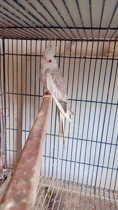 Fellow pearl Breeder pair