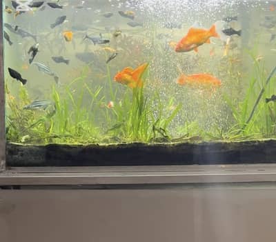 Fish |aquatic plants | and accessories available in lesser price