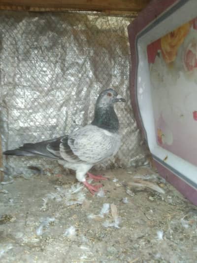 Greason male and black babre pair