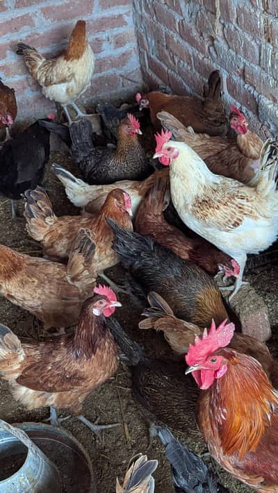 Golden misri eggs laying