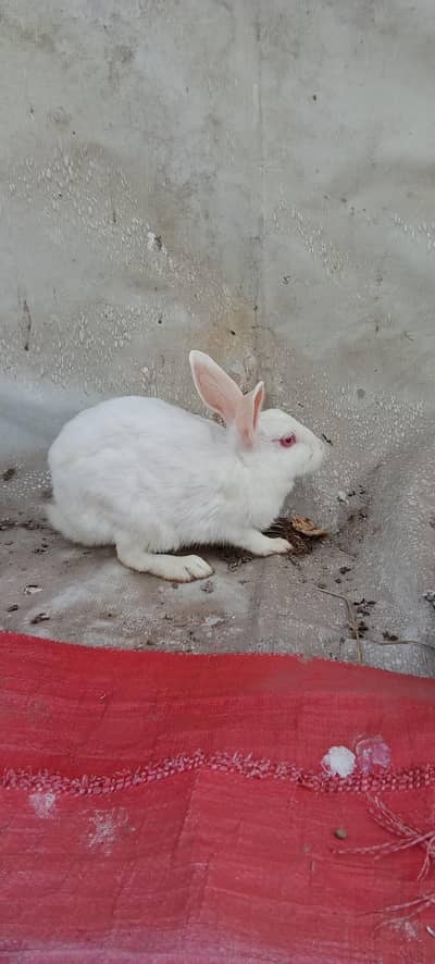 red eyes rabbit breader female all good,2 asel chick
