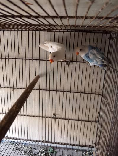 Albino red eyes x blue pied patha pair