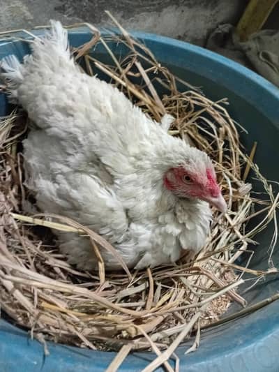 paper white kurak Madi 03350661457