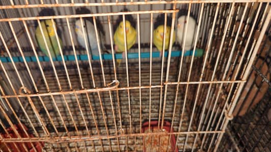birds for sale