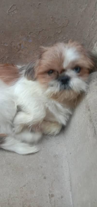 healthy and playful cute Shihtzu male