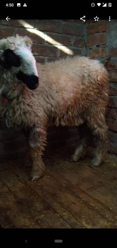 mundra chatra 03234438191