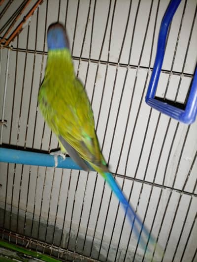 Cockatiel, Love Birds, Common Lutino, Plum Head