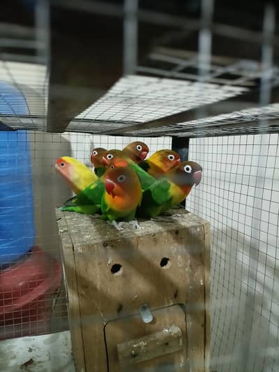 Love Birds with eggs, Common Lutino with eggs, Cocktiel ,Plum Head