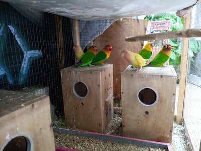 Love Birds with eggs, Common Lutino with eggs, Cocktiel ,Plum Head