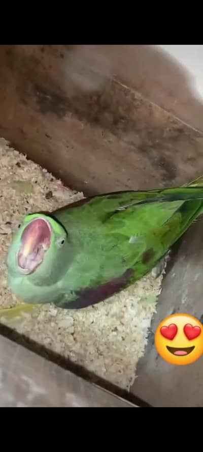 raw breeder pair 0324,0045535