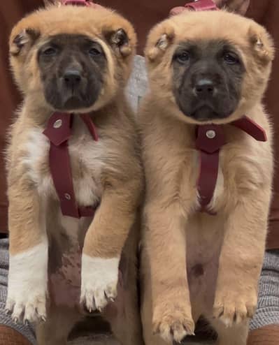 King Kurdish kangal 2 month male and female age 2 month for sale