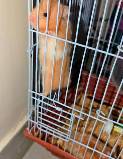 hamster pair are available now