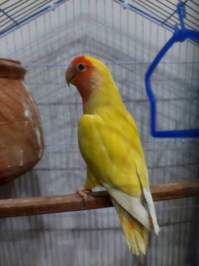Mix Lovebirds Lutino pair Albino males
