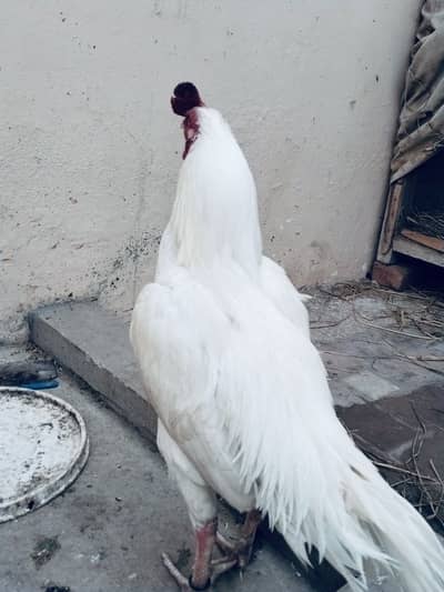 Aseel pure heera murga for sale