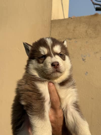 Husky