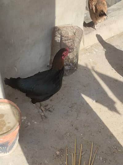 Desi/aseel/fighter/Murgha 6500/Murghi /Breeding& Eggs(03303532127)