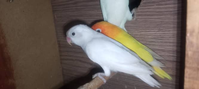 lovebirds breedr pair