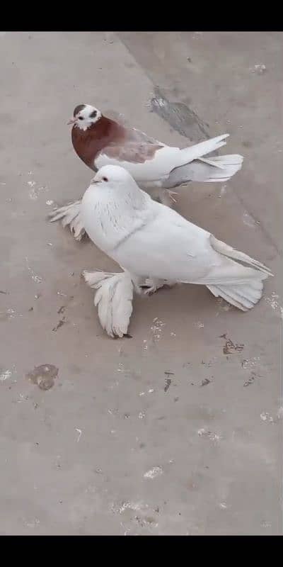 watsapp no hy 0303.4379963 exchange possible other birds