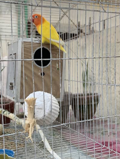 Breeder Male Available