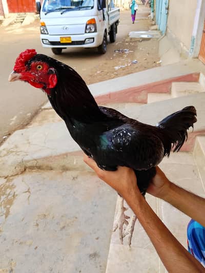 panus patha for sale