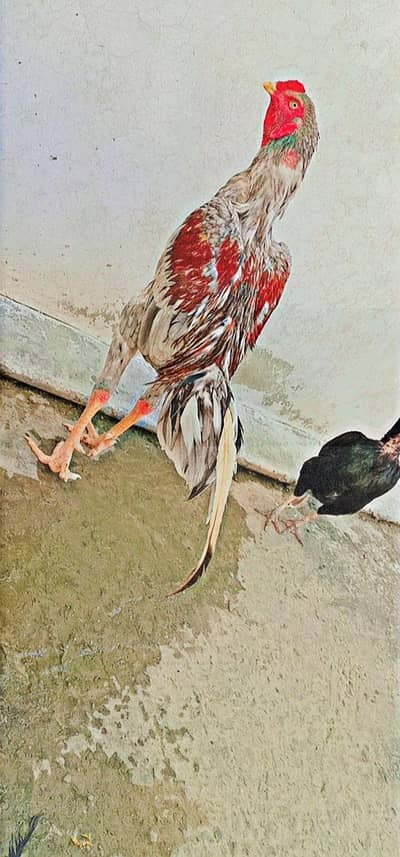 high quality murga ha