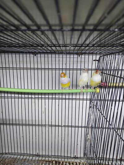 lutino gouldiean finches breeder pair with chick